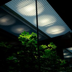Lighting Systems for Home Greenhouses