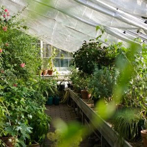 Hydroponics for Compact Greenhouses