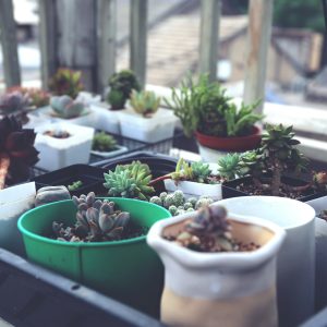 Mini-Greenhouse Maintenance Essentials